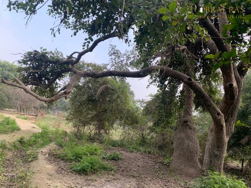 Another view of Ficus religiosa and betel tree jointly growing in Shri Lalita Bagh, Vrindavan.
