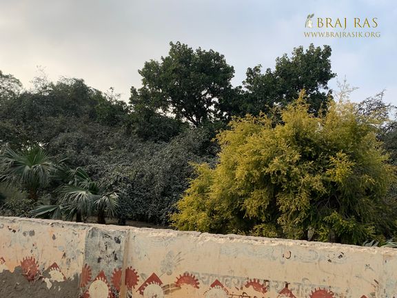 Beautiful trees inside of Shri Lalita Bagh, Vrindavan.
