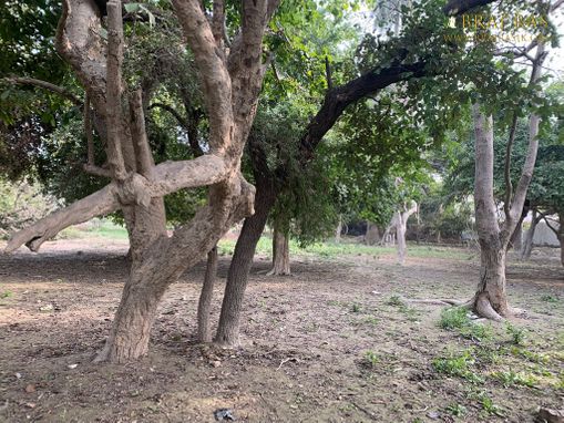 View of beautiful trees in Shri Lalita Bagh, Vrindavan.