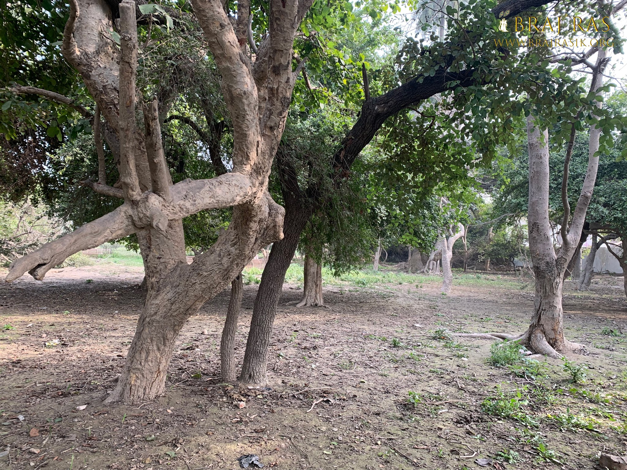 View of beautiful trees in Shri Lalita Bagh, Vrindavan.