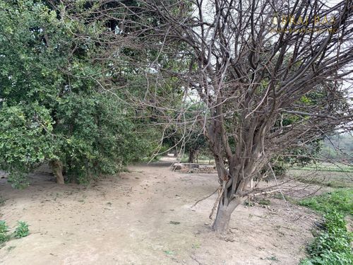 A calm view of Shri Lalita Bagh, Vrindavan.