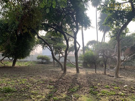 A soothing view of the trees inside Shri Lalita Bagh, Vrindavan.