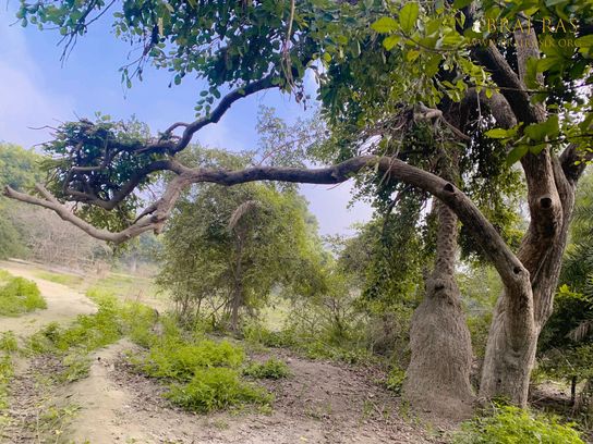 Trees are looking beautiful inside Shri Lalita Bagh, Vrindavan.