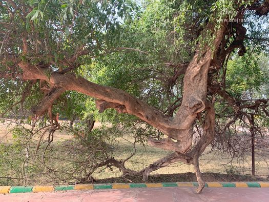 A nice view of Golden complexioned Kadamb and dark complexioned Tamal tree united at Gulal Kund in Gantholi, Govardhan.