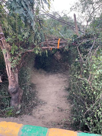 View of forest path near Gulal Kund in Gantholi, Govardhan.