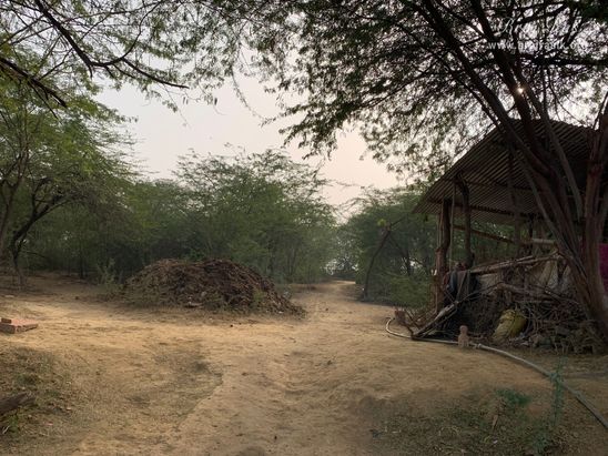 View of the divine forest surrounding Gulal Kund in Gantholi, Govardhan.