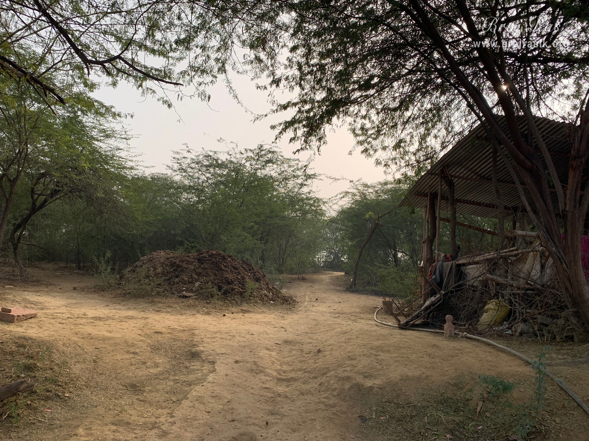 View of the divine forest surrounding Gulal Kund in Gantholi, Govardhan.