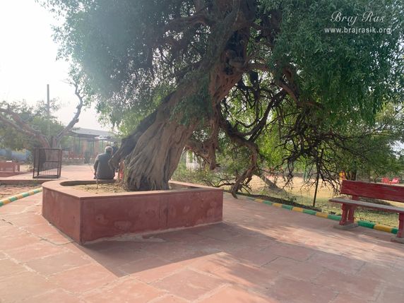 Darshan of Golden complexioned Kadamb and dark complexioned Tamal tree united at Gulal Kund in Gantholi, Govardhan.