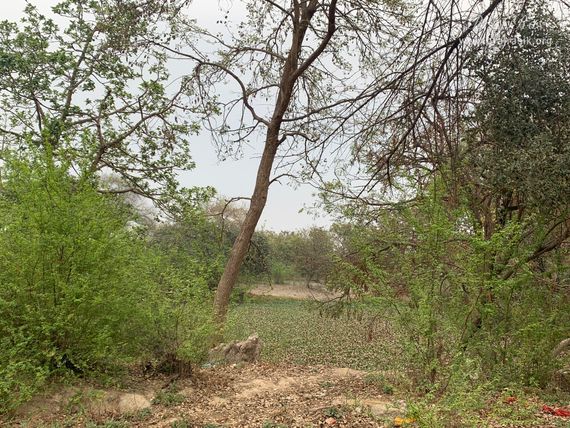 Nearby forest view of Garud Govind Temple near Vrindavan.