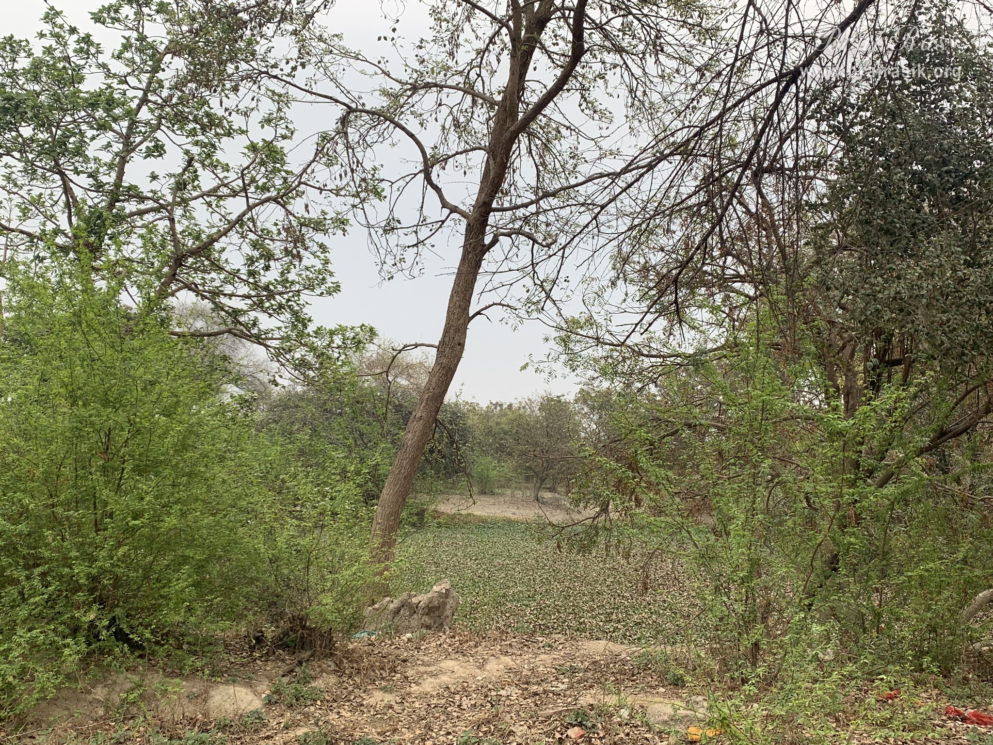 Nearby forest view of Garud Govind Temple near Vrindavan.