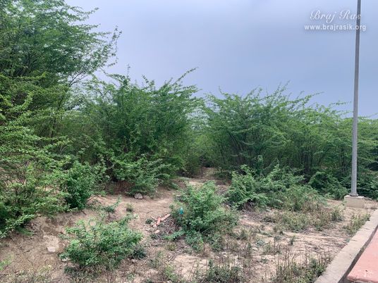 View of the forest at Garud Govind Temple near Vrindavan. 
