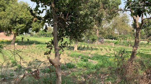 View of the nearby forest from Nikunj Van at Shri Anandam Dham, Vrindavan.