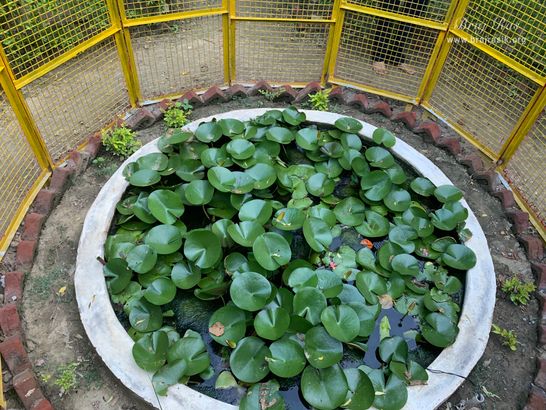View of lotus plants at the birthplace of Shri Hita Harivansh Mahaprabhu in Baad Gram, Mathura.