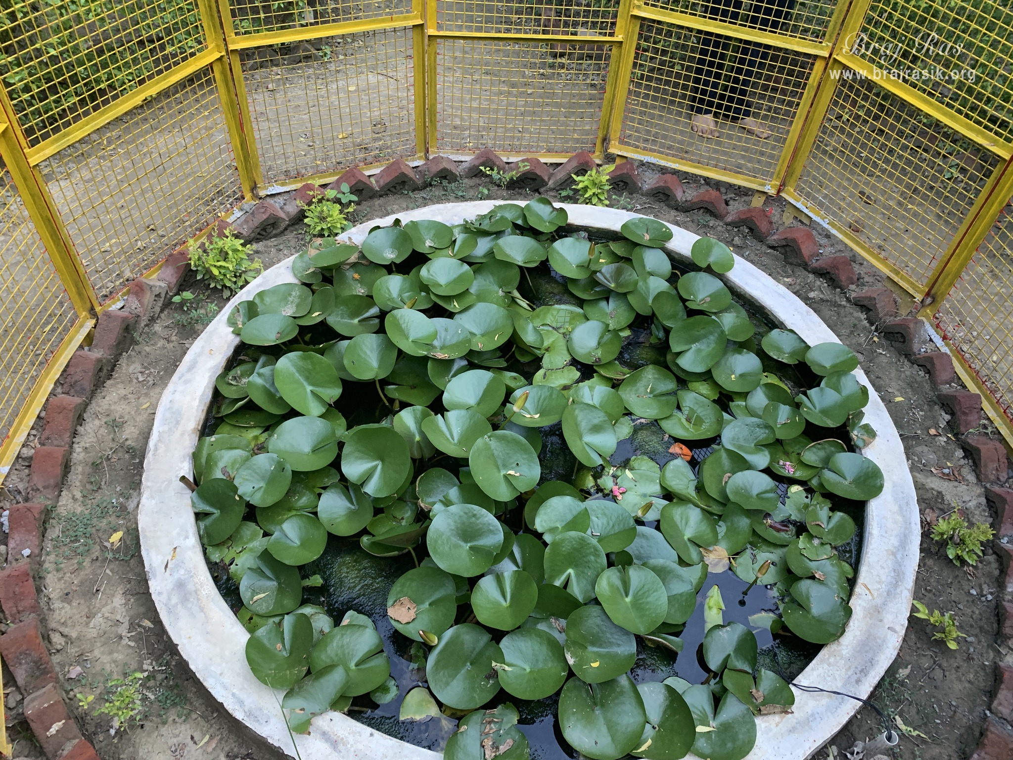 View of lotus plants at the birthplace of Shri Hita Harivansh Mahaprabhu in Baad Gram, Mathura.