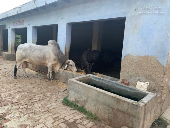View of the cowshed at the birthplace of Shri Hita Harivansh Mahaprabhu in Baad Gram, Mathura.
