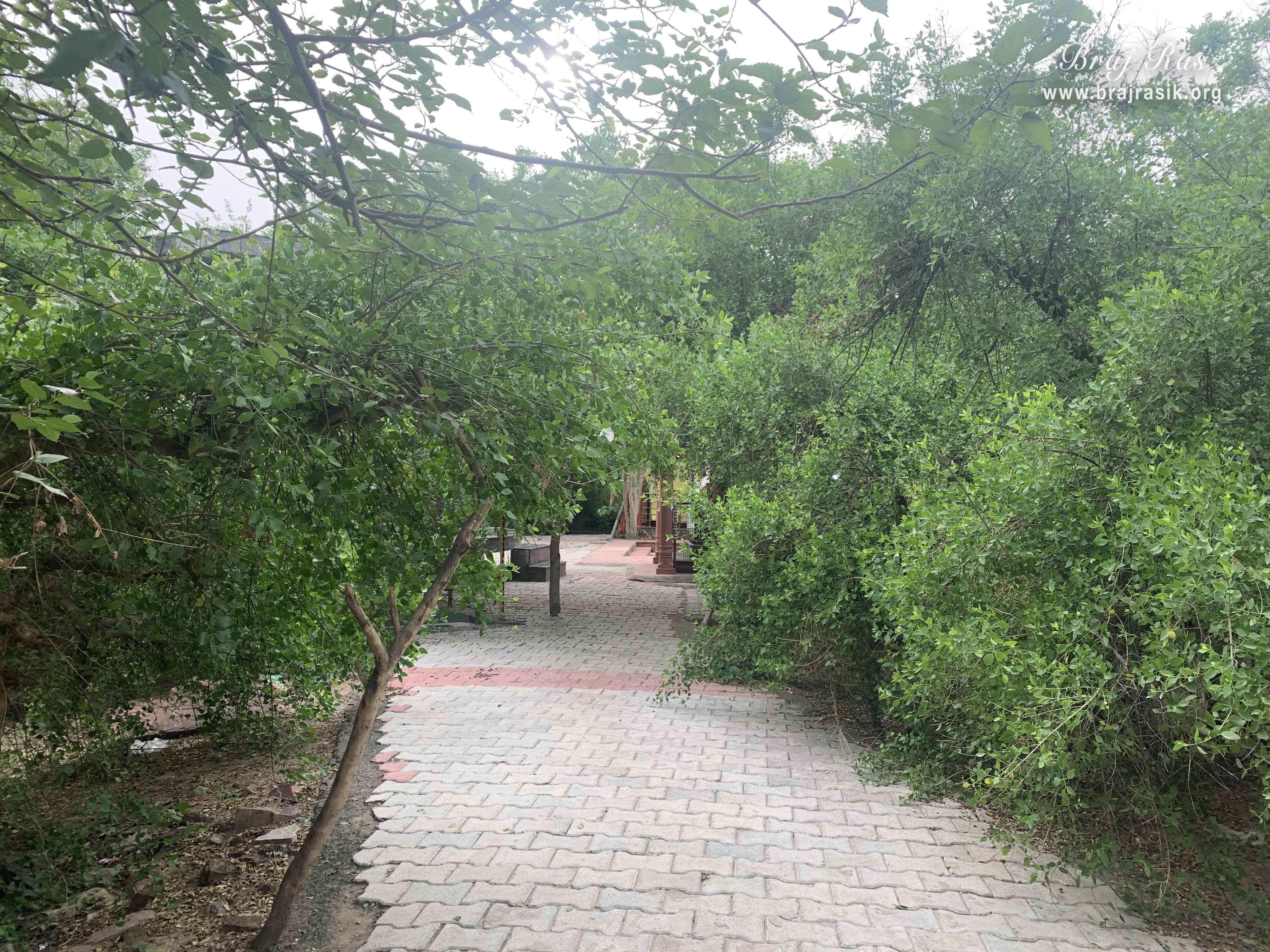 Way to Kirti Tapah Sthali inside Khelan Van, Padar Van, Barsana.