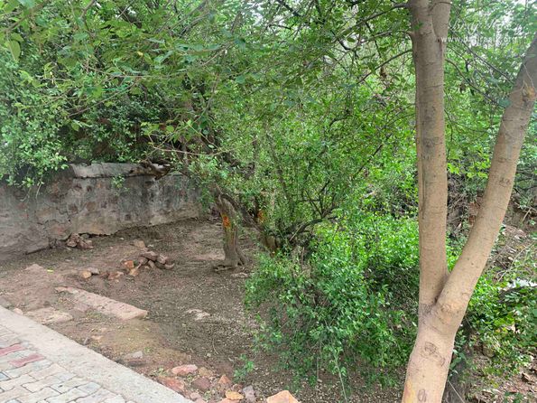Beautiful trees in Kirti Tapah Sthali inside Khelan Van, Padar Van, Barsana.
