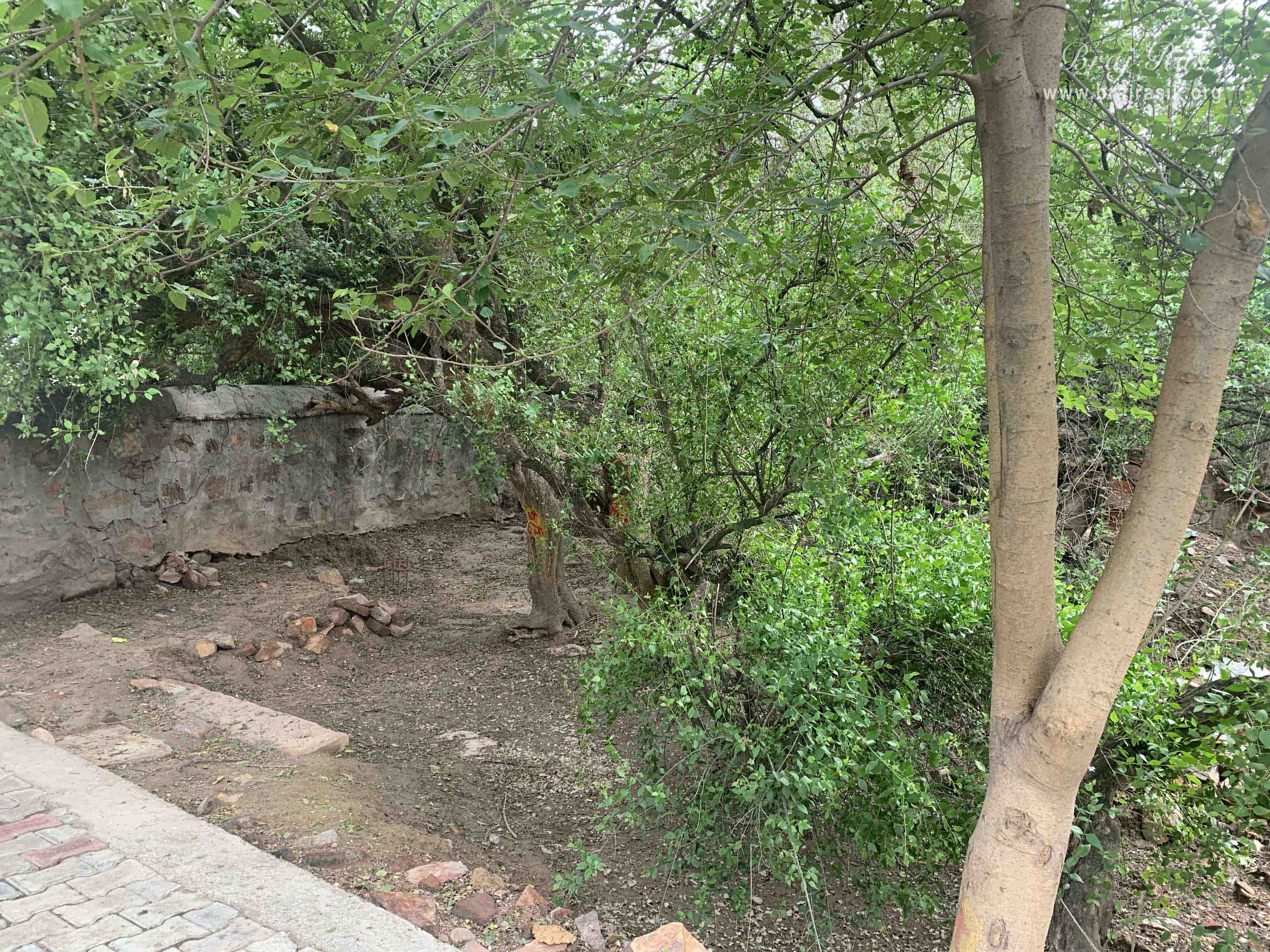 Beautiful trees in Kirti Tapah Sthali inside Khelan Van, Padar Van, Barsana.
