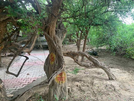 View of rare entwined trees in Kirti Tapah Sthali inside Khelan Van, Padar Van, Barsana.