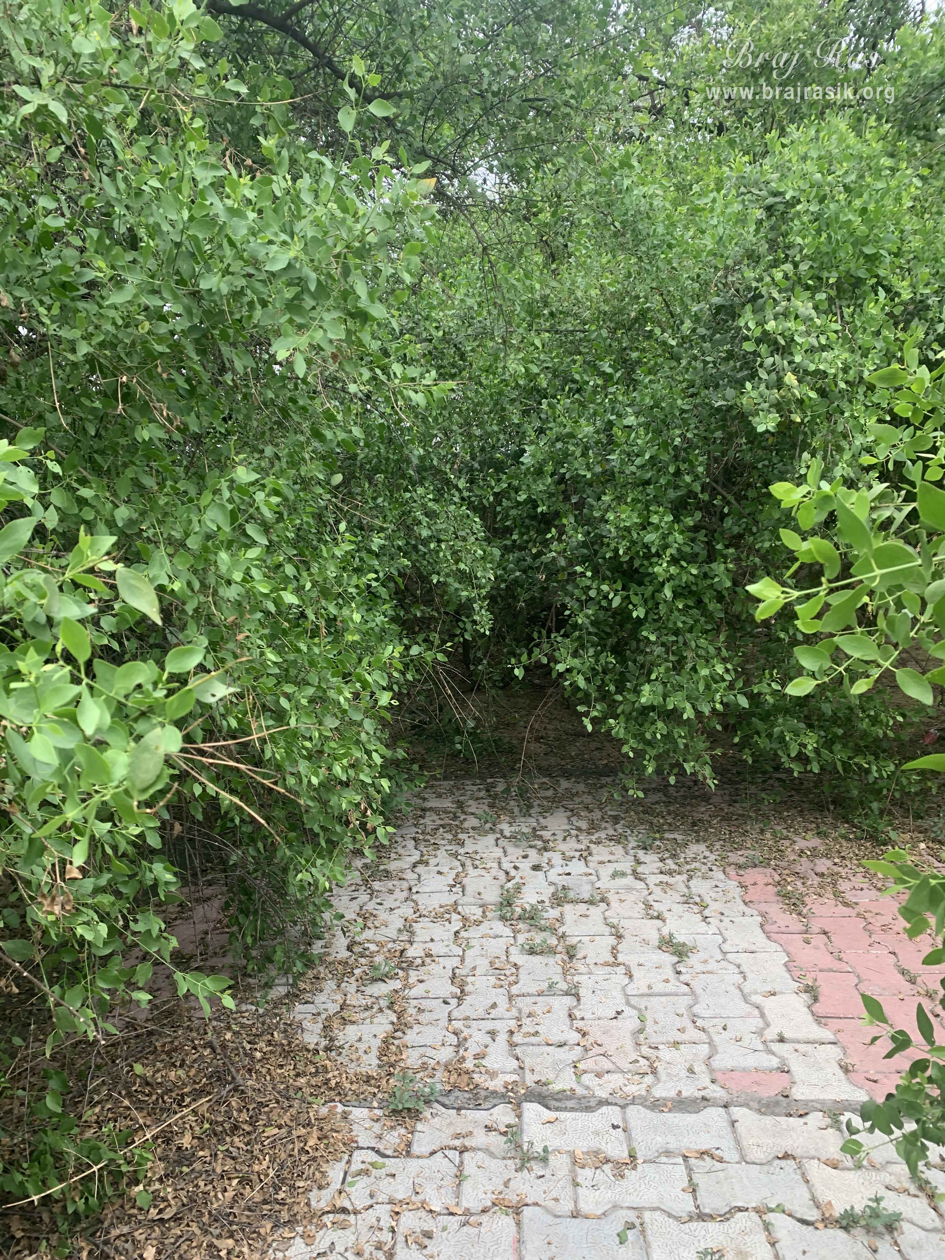 View of a beautiful path in Kirti Tapah Sthali inside Khelan Van, Padar Van, Barsana.