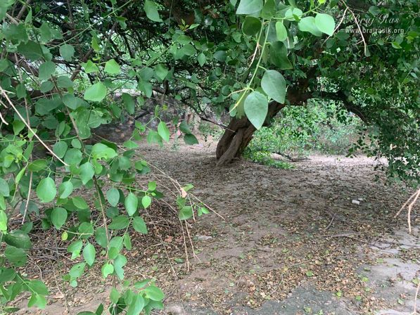 View of the forest in Kirti Tapah Sthali inside Khelan Van, Padar Van, Barsana.