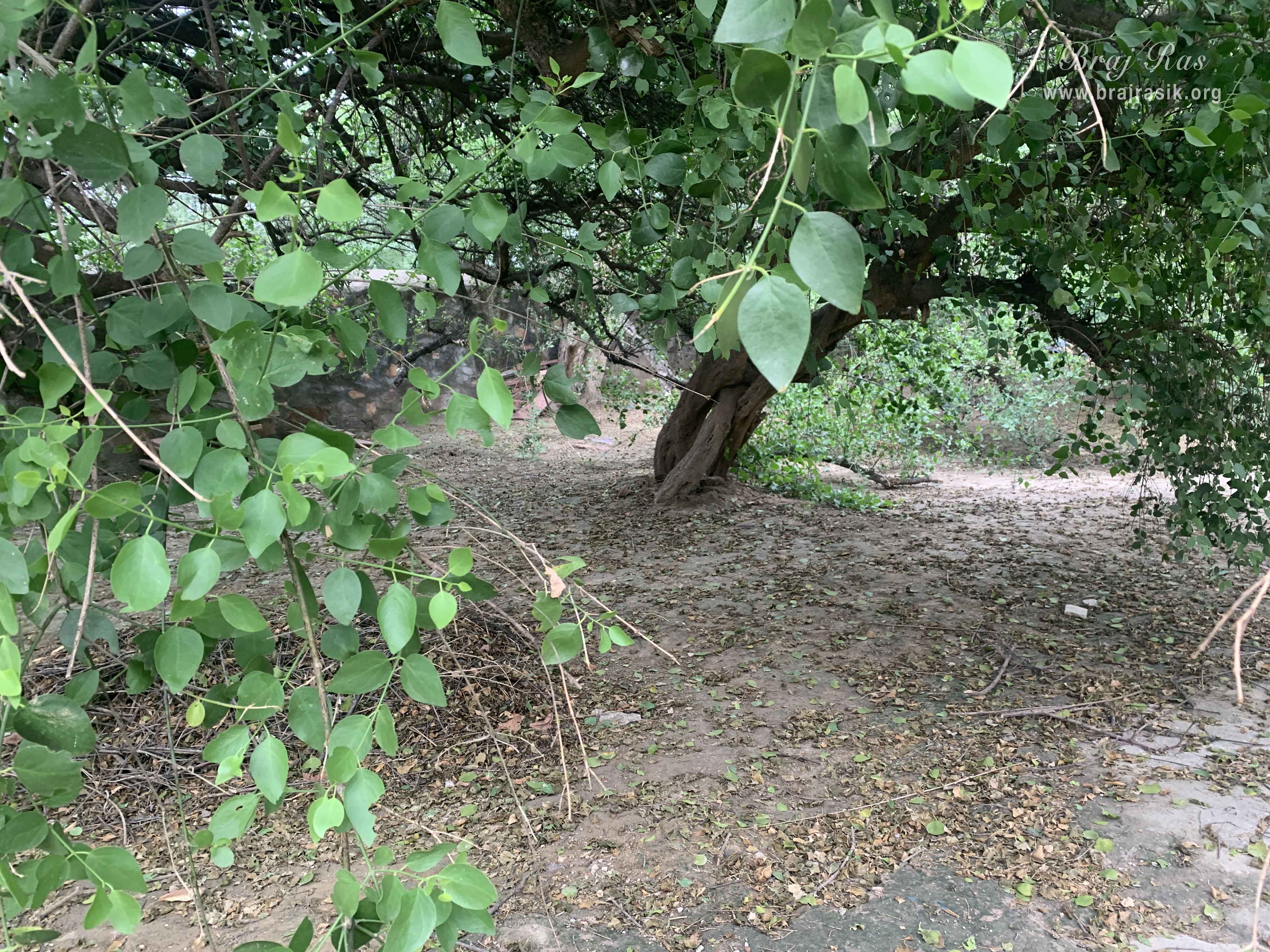 View of the forest in Kirti Tapah Sthali inside Khelan Van, Padar Van, Barsana.