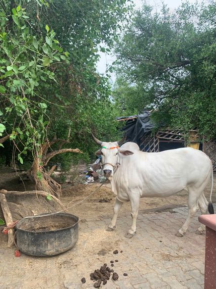 Beautiful white cow in Kirti Tapah Sthali inside Khelan Van, Padar Van, Barsana.