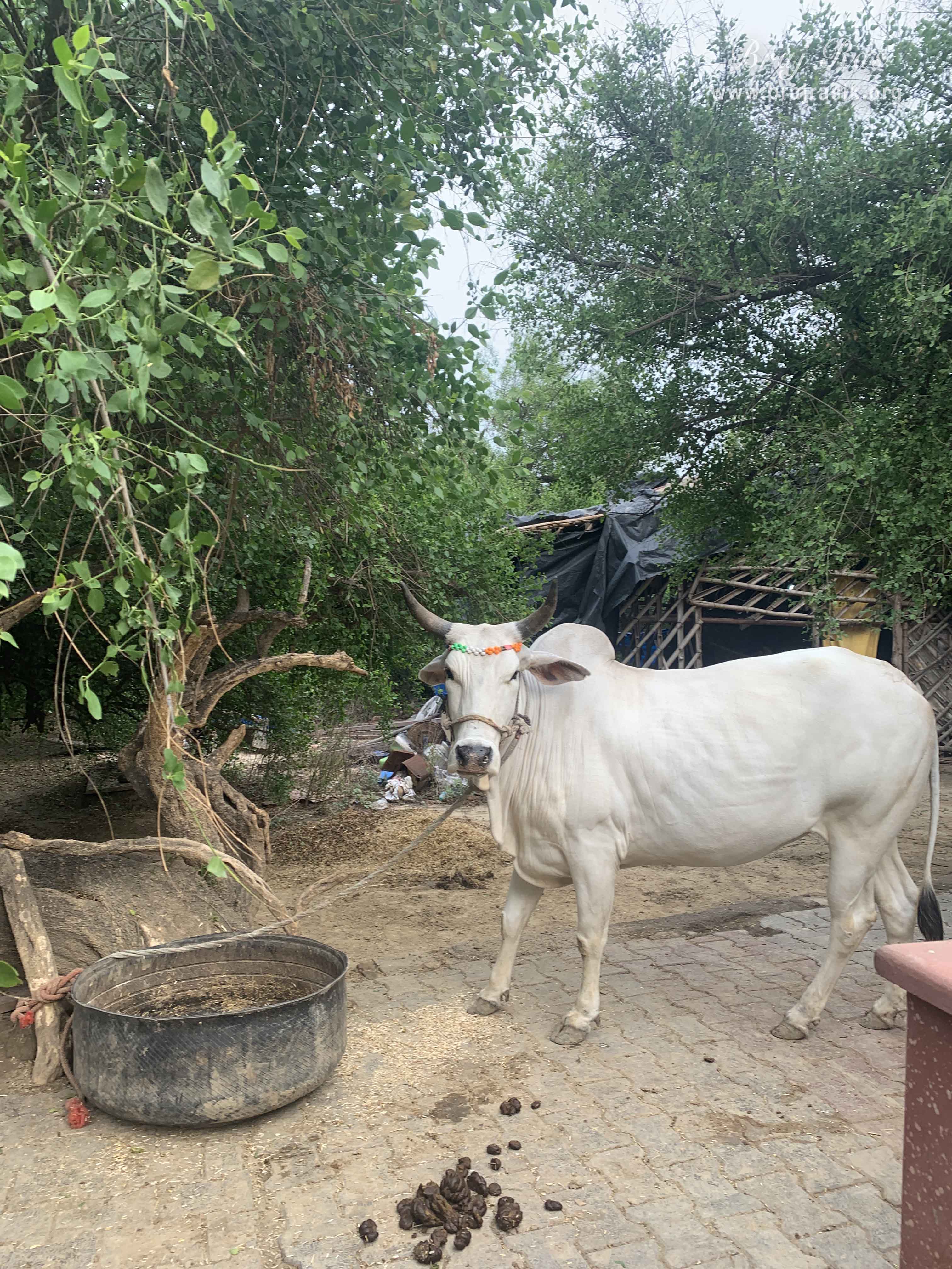 Beautiful white cow in Kirti Tapah Sthali inside Khelan Van, Padar Van, Barsana.