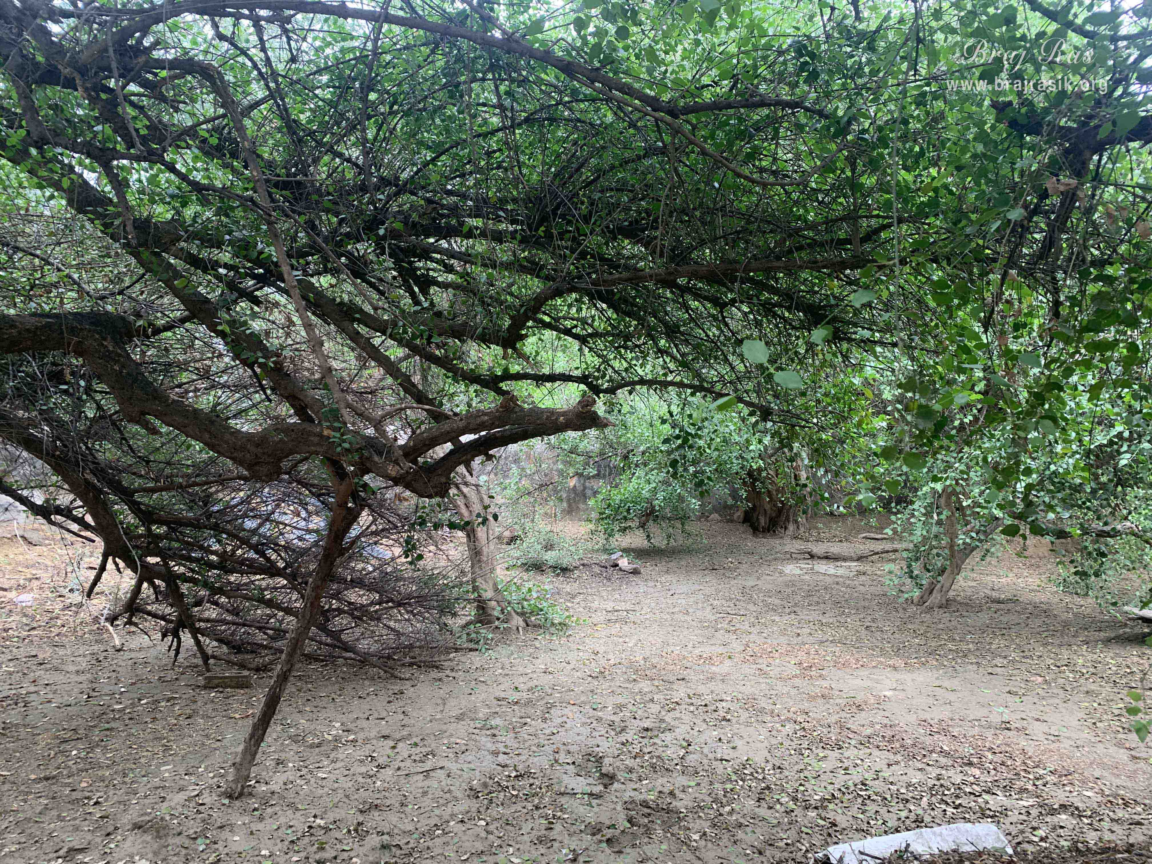 A soothing view of the forest of Kirti Tapah Sthali inside Khelan Van, Padar Van, Barsana.