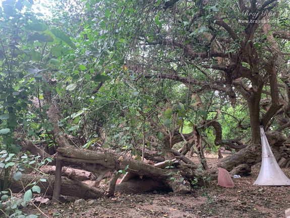 A quiet view of the forest of Kirti Tapah Sthali inside Khelan Van, Padar Van, Barsana.