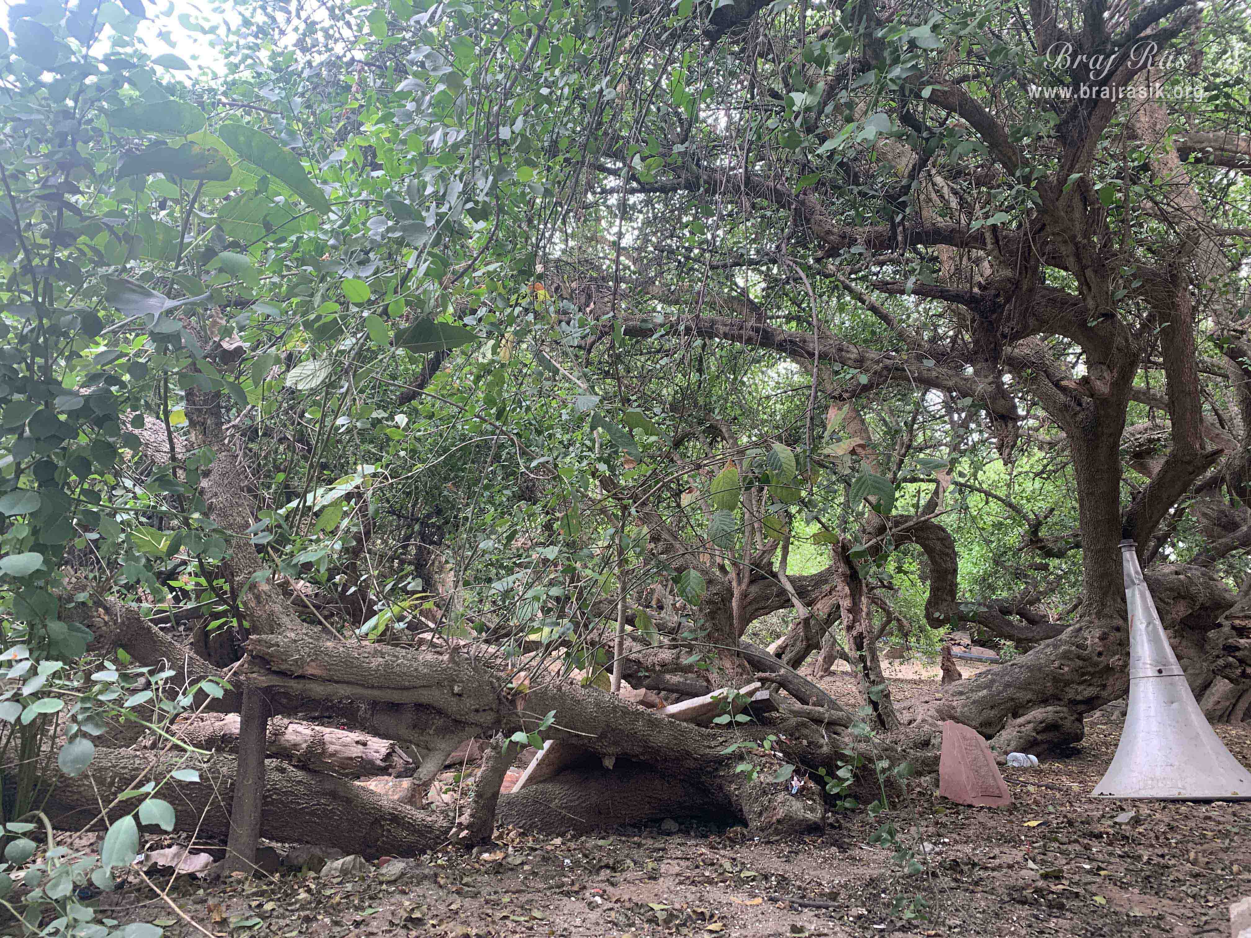 A quiet view of the forest of Kirti Tapah Sthali inside Khelan Van, Padar Van, Barsana.