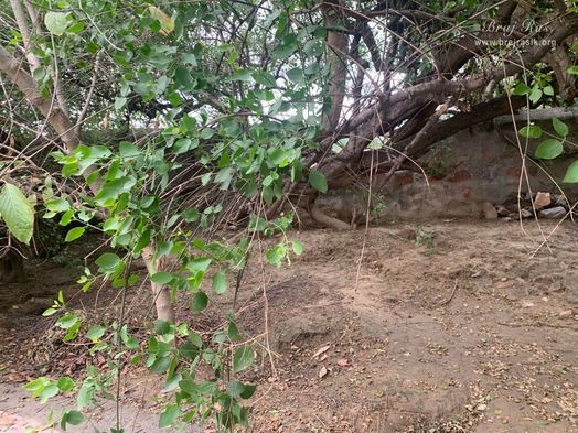 Forest view of Kirti Tapah Sthali inside Khelan Van, Padar Van, Barsana.