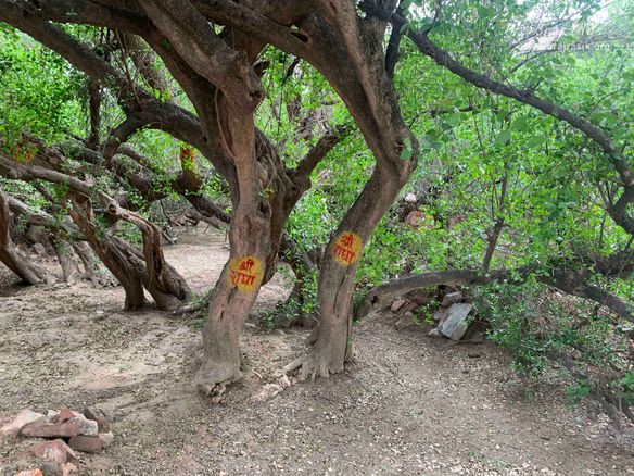 Radha's name is painted on the trunks of the trees in Kirti Tapah Sthali inside Khelan Van, Padar Van, Barsana.