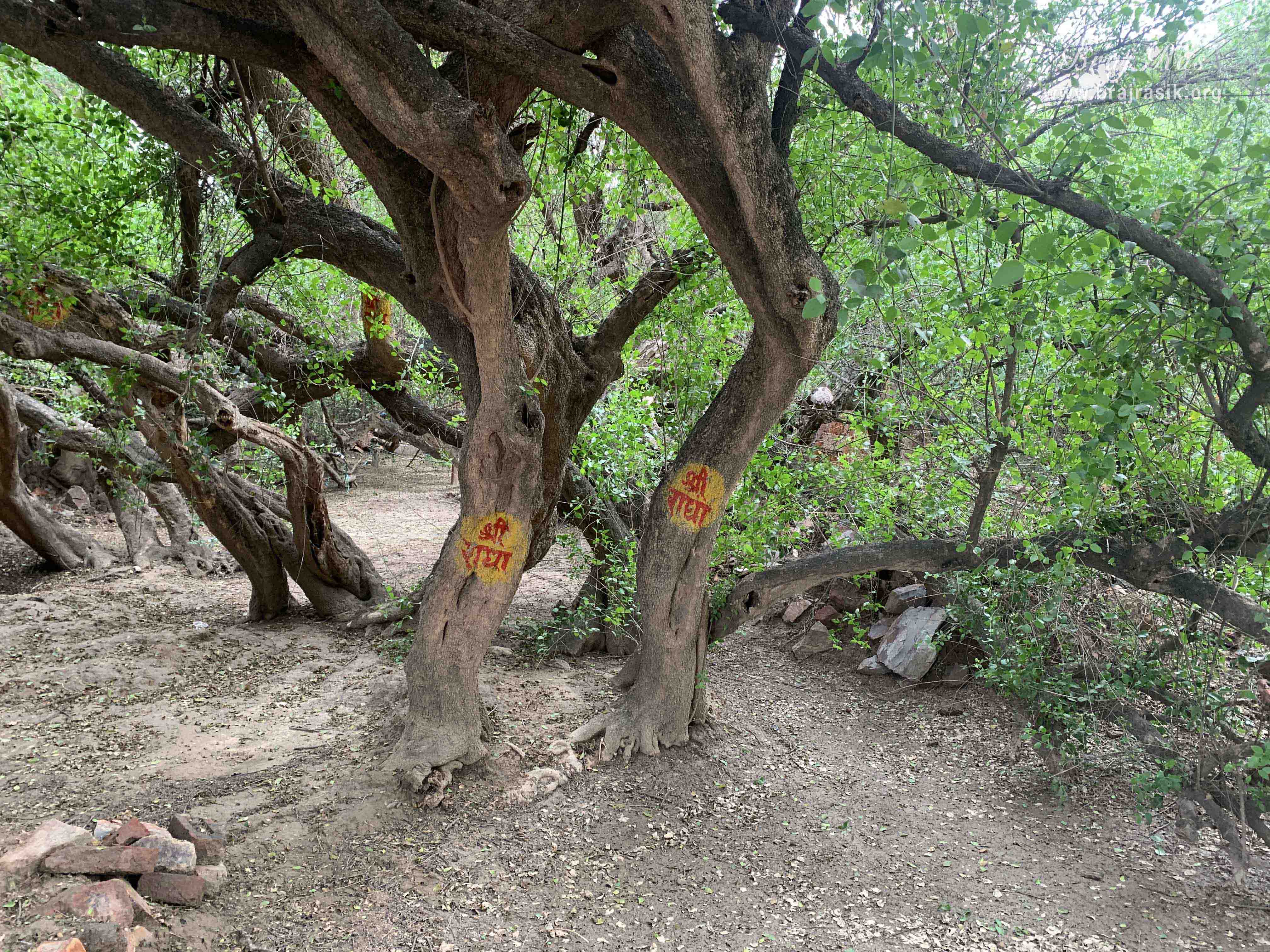 Radha's name is painted on the trunks of the trees in Kirti Tapah Sthali inside Khelan Van, Padar Van, Barsana.