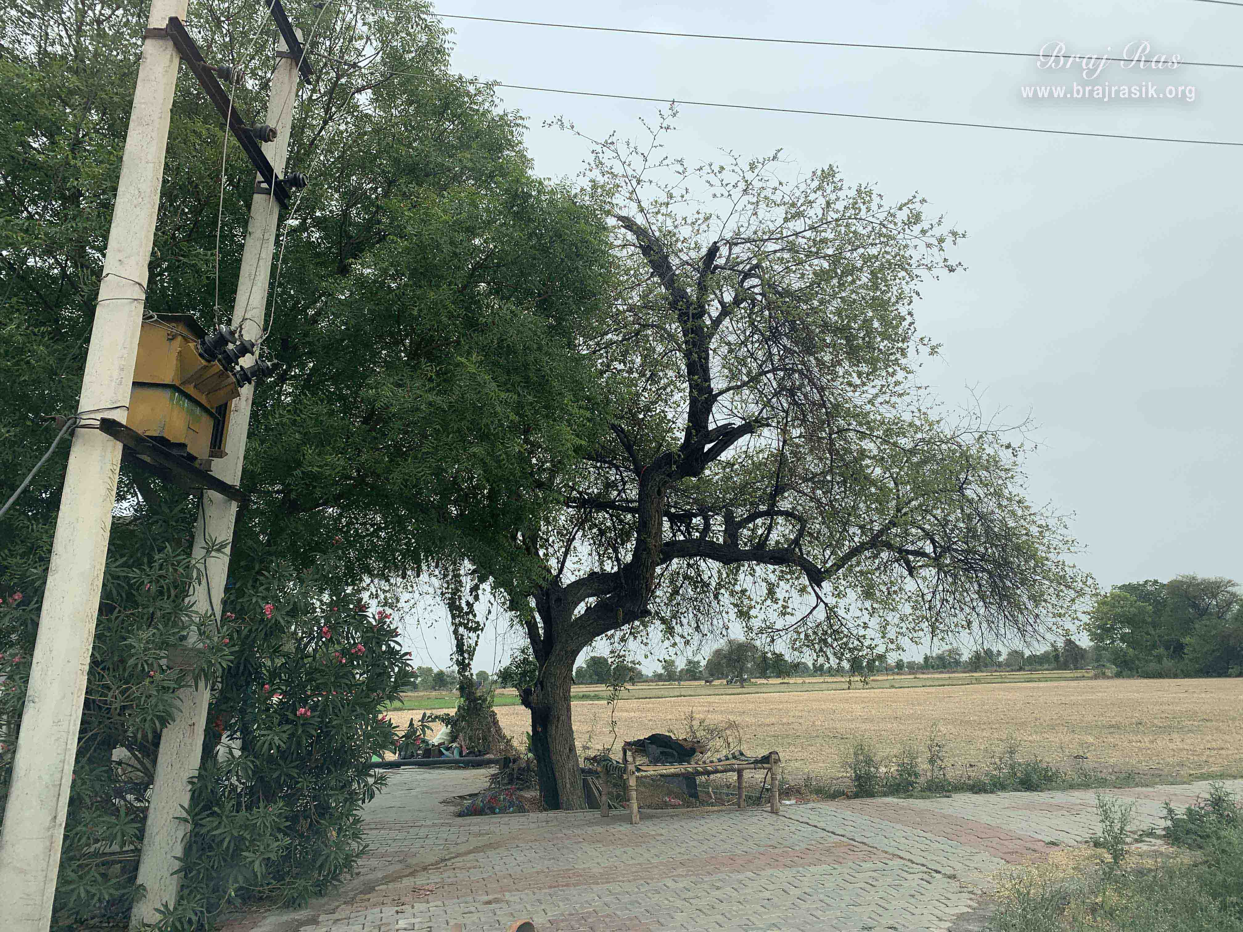 View of the field beside Kirti Tapah Sthali inside Khelan Van, Padar Van, Barsana.