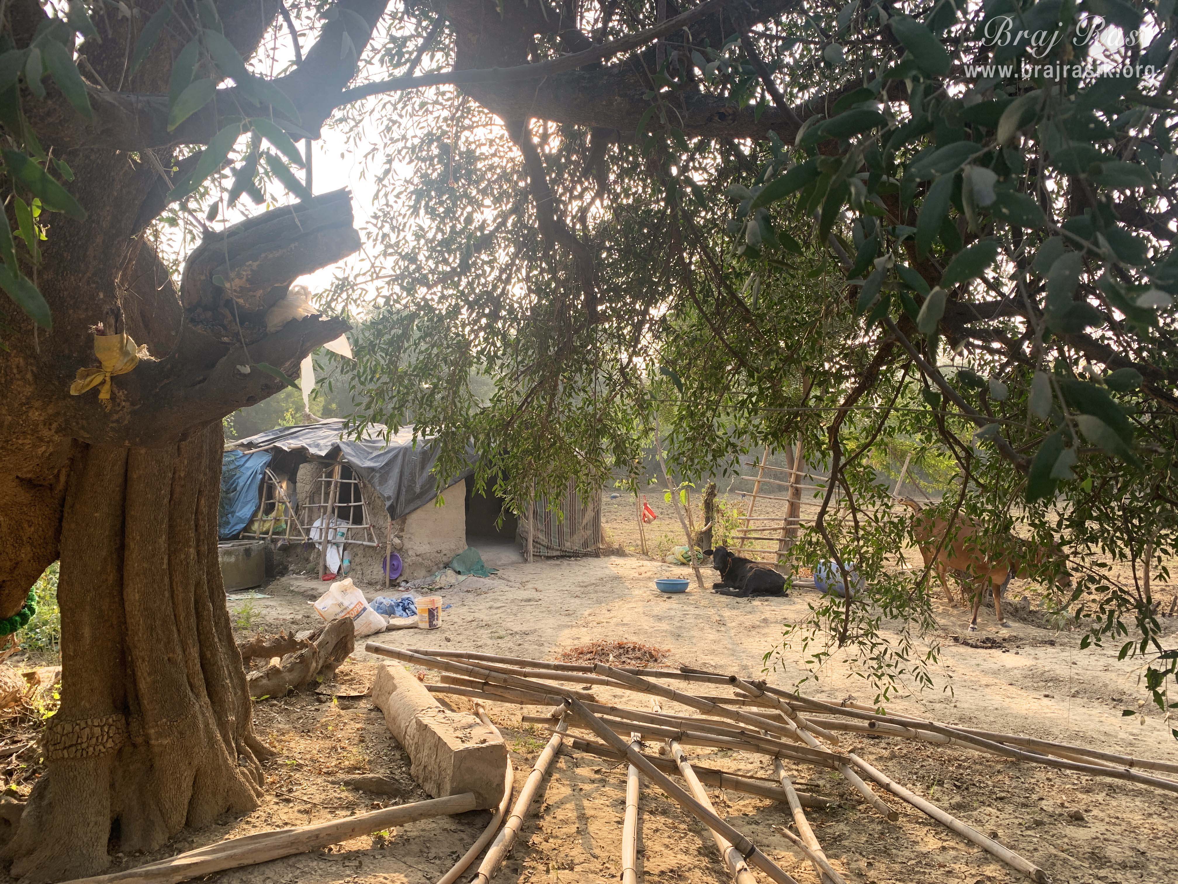 A small goshala in Phool Kunj, Barsana