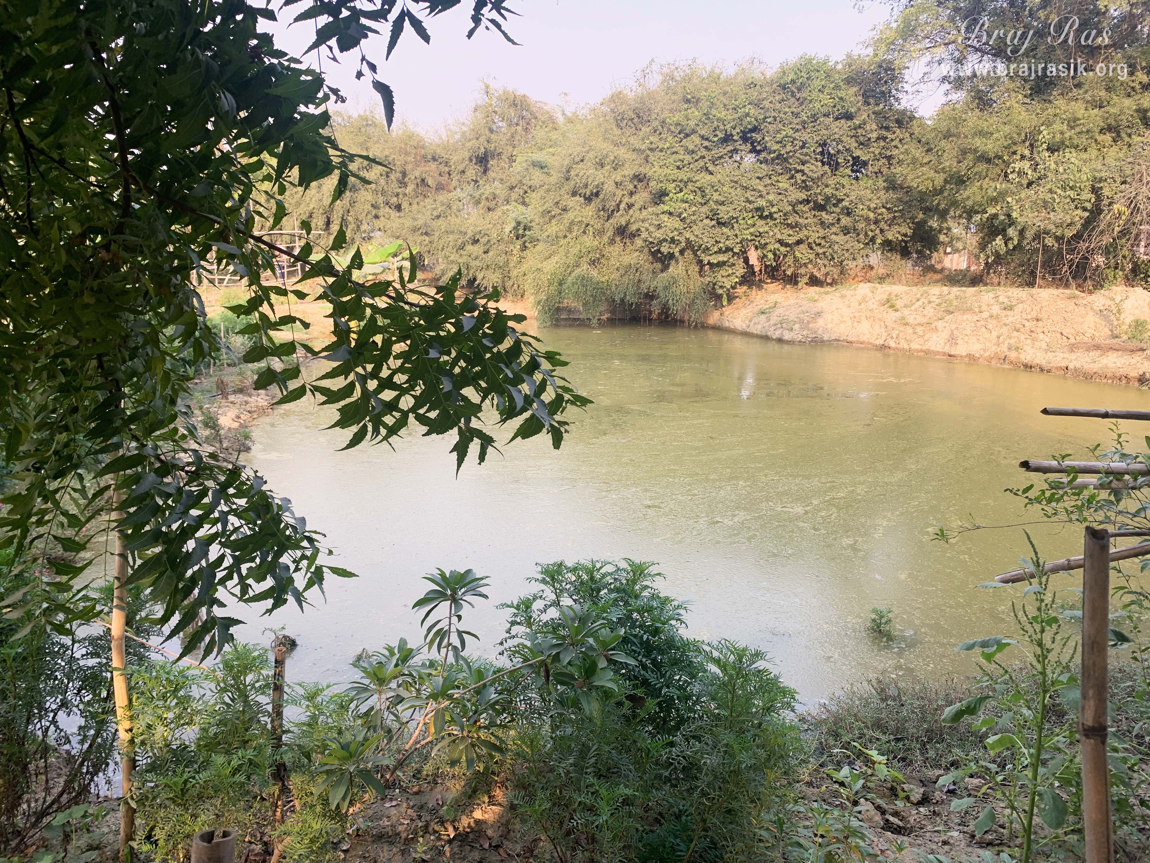 A view of a Bicchua pond in Phool Kunj, Barsana