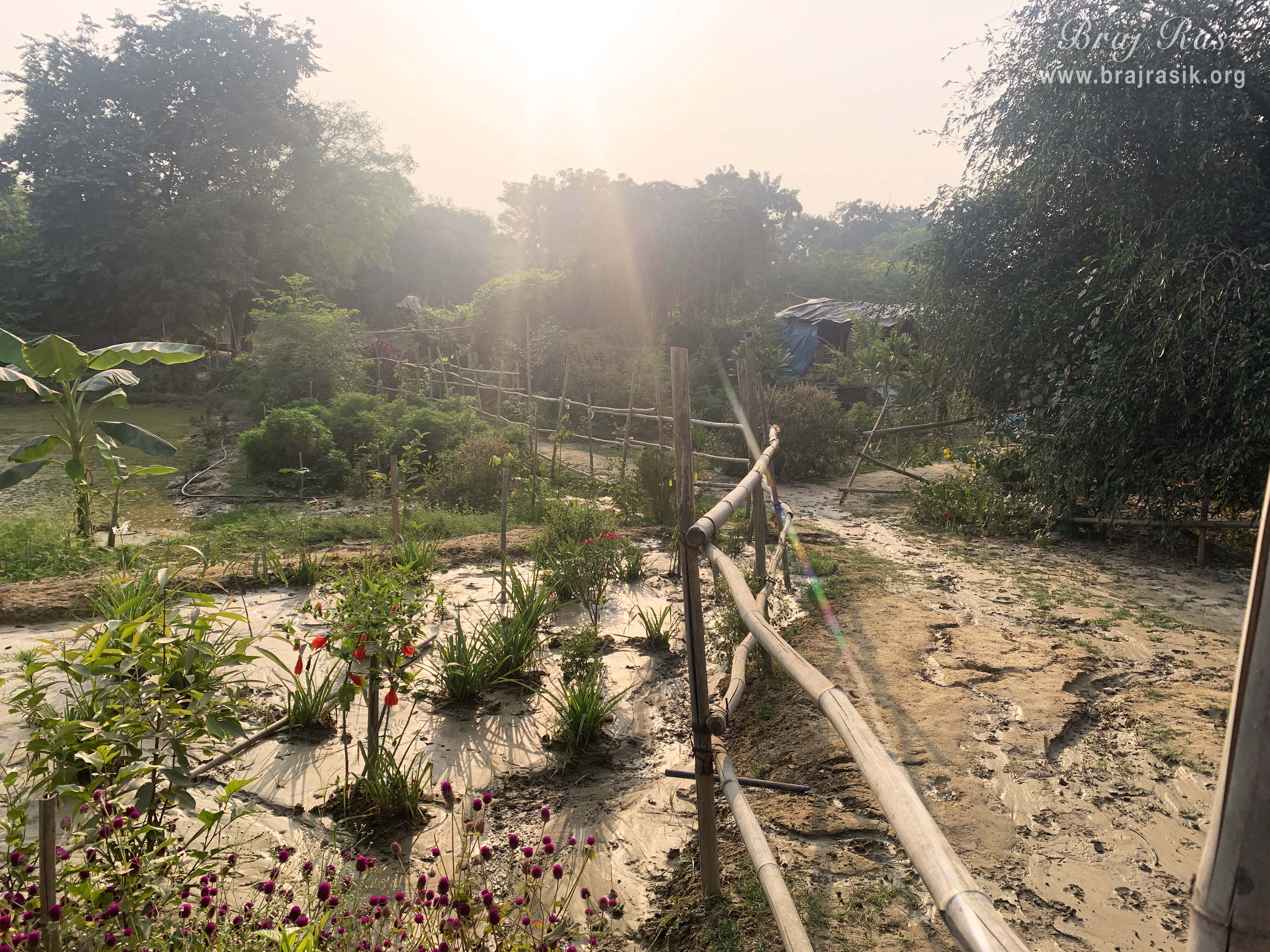 A narrow, muddy path winds through lush green Phool Kunj Barsana