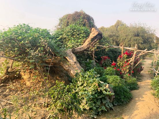 फूल कुंज बरसाना में खिलते फूलों और हरी-भरी लताओं से लिपटे एक पेड़ के बगल से गुजरता रास्ता