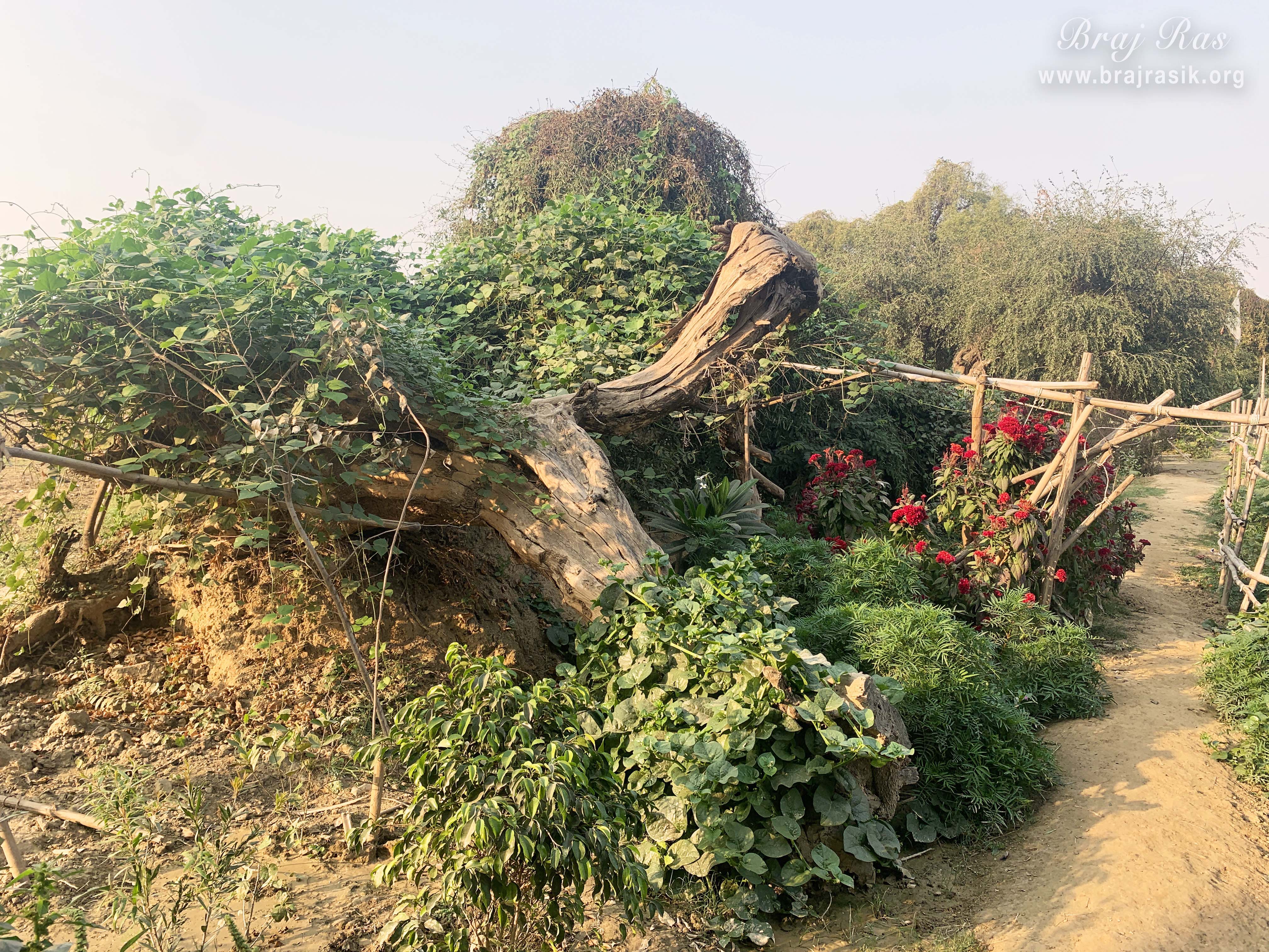 Pathway gently beside blooming flowers and a tree wrapped in lush green vines within Phool Kunj Barsana