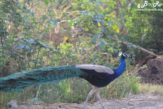 Peacocks all around - Barsana